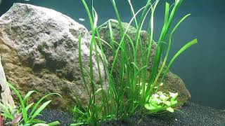 Dealing with Malaysian Trumpet Snails in a Planted Tank 91724 [upl. by Nivel]