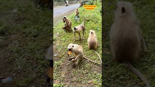 deepamneelkanthseva monkey seva help [upl. by Weir]