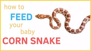 HOW TO FEED YOUR BABY CORN SNAKE [upl. by Alfredo68]