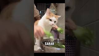 Kucing ini hanya mau makan sawi saja🤔kucing kucinglucu catlover [upl. by Yleik]