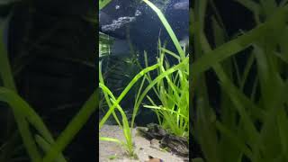 Swordtail and corys cruising around the valisineria aquarium swordtail fish aquariumchannel [upl. by Zehcnas814]