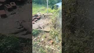 MONITOR LIZARD 🦎🦎 lizard monitorlizard raptile youtubeshorts new nature [upl. by Tannie641]