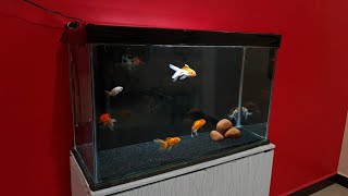 Oranda Goldfish Aquarium setup  OrandaRanchu and RedCap Goldfish tank setup  25 feet tank [upl. by Jotham774]