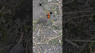 Warning Velvet ants are wasps with an extremely painful sting [upl. by Darda]