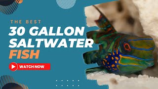 The Best Saltwater Fish for a 30 Gallon Tank [upl. by Ferneau]