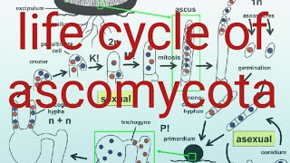 life cycle of ascomycotaascomycota [upl. by Nixie199]