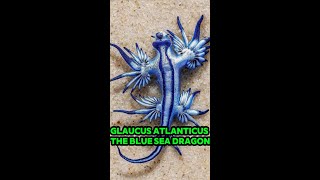 Glaucus atlanticus The Blue Sea Dragon [upl. by Lirbij876]