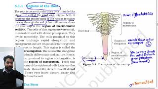 Morphology of flowering plants  Class 11th Biology NCERT chapter 5 line by line explanation [upl. by Woo]