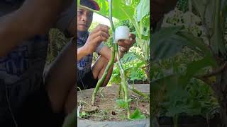 AMAZING GRAFTING TECHNIQUES EGGPLANT [upl. by Pollitt975]