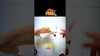 Bhola Record on dog Voice over bhola record Funny video [upl. by Epuladaug]