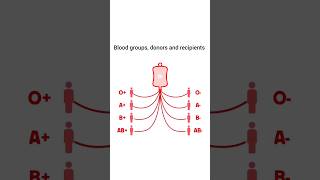 Ultimate Blood Type Compatibility Guide for Donating and Receiving Blood biology blooddonation [upl. by Llen]