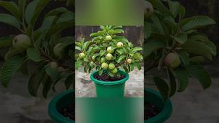 Unique way to air layering guava plant [upl. by Maddeu635]