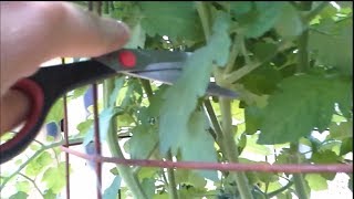 How I prune my Determinate Roma Tomatoes [upl. by Swope]