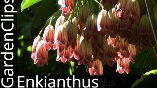 RedVeined Enkianthus  Enkianthus campanulatus  How to grow Enkianthus [upl. by Oicelem]