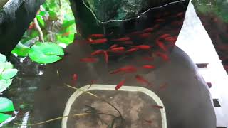 Platy Fish  Natural fish Tank [upl. by Emorej]