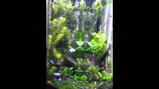 95 gallon hexagonal Amazon aquarium [upl. by Kinsler254]