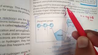 CH 7 Bioenergetics  important short and long Questions class 9 Biology BISE Punjab Board [upl. by Ayanal]