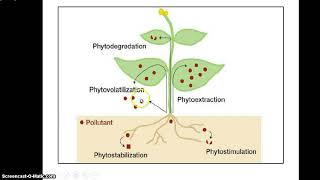 Phytoremediation [upl. by Joung145]