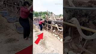 Clever trick to steal Ostrich eggs shortvideo [upl. by Garrott]