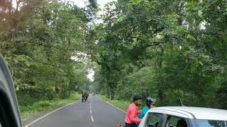 Elephant at Gorumara Jungle [upl. by Berwick]