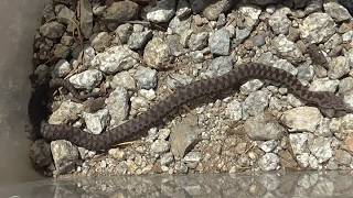 Víbora aspid Vipera aspis La serpiente más venenosa de España GONZALO [upl. by Galan]