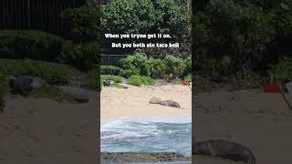 Seals tryna make love on the beach beach ocean oceanlife marinelife sealife seal waves [upl. by Niamor]