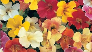 mimulus plant carehow to care and get more flowers in Mimulus plant monkeyflower plant [upl. by Nnylahs]