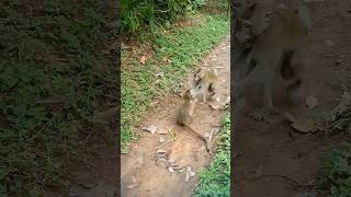 Wildlife monkey in Mohanokor troop monkeyaction monkeybehavior shortsvideo [upl. by Yehsa]