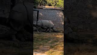 Rhinoceros🦏  National Zoological Park Delhi rhinoceros nzp wilflife delhizoo [upl. by Gruchot]