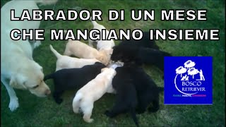 Pappa cuccioli di labrador di un mese che mangiano insieme [upl. by Ttelrahc]