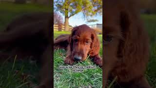 IRISH SETTER 101 UNDER 60 SECONDS [upl. by Olegnaed]