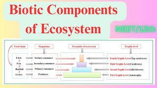 Biotic Components of Ecosystem  Producers  Consumers  Scavenger  Detritivores  Decomposers [upl. by Spillihp]