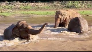 Riverside Serenade Elephant Friendships Trumpet  ElephantNews [upl. by Rats79]