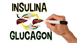 ✅ INSULINA E GLUCAGON  SISTEMA ENDÓCRINO [upl. by Crocker]