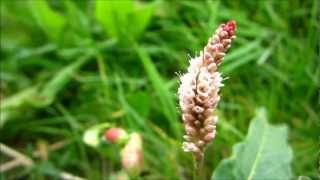 Pale Persicaria Persicaria Lapathifolia L  20120902 [upl. by Annerol]