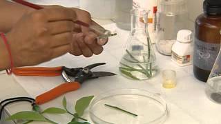 PLANT TISSUE CULTURE CSIR [upl. by Eekorehc834]