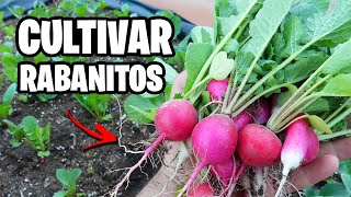 Como CULTIVAR RABANITOS con Éxito 🌱 La GUÍA COMPLETA  La Huerta de Ivan [upl. by Elihu]