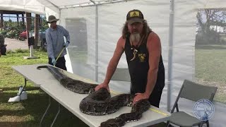 Cazador rompe récord al capturar a pitón de 16 pies 11 pulgadas en los Everglades [upl. by Iormina768]