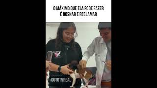 Pinscher faz escândalo ao receber vacina memes animaisdublados humor pets [upl. by Suneya]