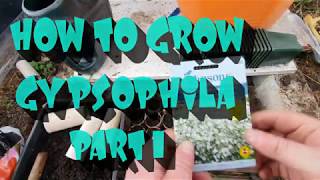 How to grow gypsophila from seed part 1 [upl. by Saint399]