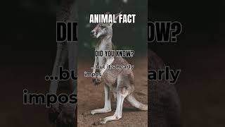 Kangaroo Fact You Won’t Believe Why They Can’t Walk Backwards Explained shorts KangarooFacts [upl. by Nottap]