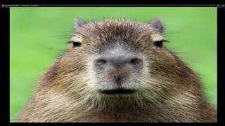 capybara meme [upl. by Finah]