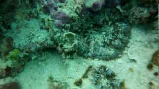 Flower anemone dive trip on 01032013  VIP Reef [upl. by Risser322]