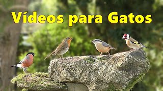 TV Gato  Vídeo para gatos para observar pájaros bonitos [upl. by Eob]