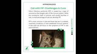 Cat with FIP  Symptoms and Cure [upl. by Nnyletak]