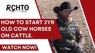 How To Start 2yr Old Cow Horses On Cattle [upl. by Enitsenre25]