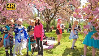 🇨🇵❤️ France Hanami Parc de Sceaux A walk in Parc de Sceaux 4K UHD [upl. by Hemetaf]