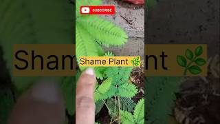 Shame Plant facts stimulus polymathfootprintsacademy [upl. by Ellinnet]