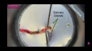 Preparation of polytene chromosome Part21 [upl. by Ennaihs121]