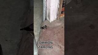 Common Starling httpswwwyoutubecomchannelUCdUZ9zKeBkP8oH7ioqpKCeg [upl. by Odla]